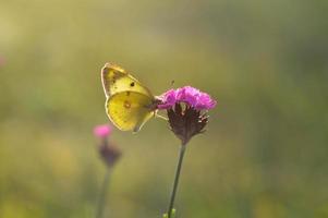 amarillos nublados, mariposa amarilla en una flor en la naturaleza macro. foto