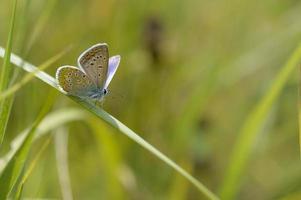 pequeña mariposa gris y azul en una planta verde, macro foto