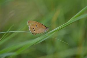 Ringlet mariposa macro de cerca, en una planta verde foto