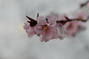 Pink tree blossom nature photo, pastel pink petals, spring photo