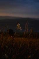 Orange light, sunset light field in the sunset. Golden hour. photo