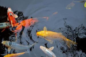 peces koi nadando en un estanque foto