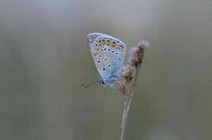 mariposa azul común en una planta seca en la naturaleza de cerca. foto