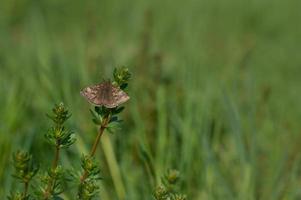 Dingy skipper in nature on a plant, tiny brown butterfly photo