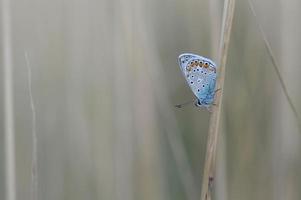 Common blue butterfly on a dry plant in nature close up. photo