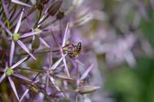 Persian onion or star of Persia flower and a bee close up, photo