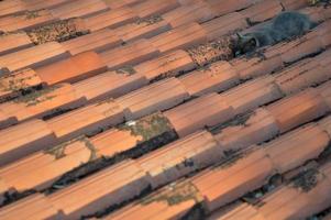 Grey cat sleeping on the roof, orange roof tiles photo