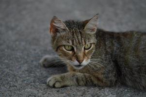 retrato de gato, gato callejero rayado en el suelo, foto