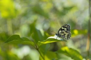 Marbled white butterfly on a green leaf, black and white photo