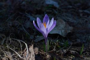 Crocus flower, purple early spring wildflower in nature. photo