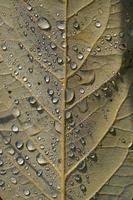 Raindrops on a leaf macro close up, water drops photo