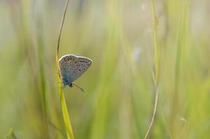 Common blue butterfly, small butterfly blue and grey, macro photo
