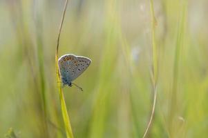 mariposa azul común, pequeña mariposa azul y gris, macro foto