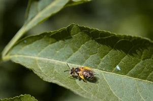 Bee on a green leaf, macro, full of pollen. photo