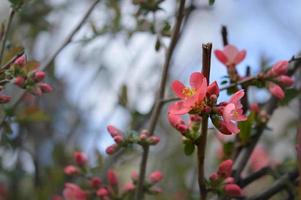 Pink tree blossom nature photo, pastel pink petals, spring photo