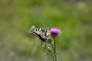 mariposa de cola de golondrina del viejo mundo en una flor de cardo de lanza foto