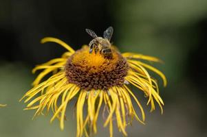 Inula helenium, yellow flower and a bee macro photo