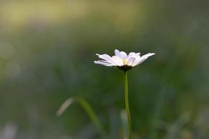 Ox eye daisy, in nature close up, white wild flower photo