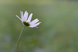 margarita de ojo de buey, en la naturaleza de cerca, flor silvestre blanca foto