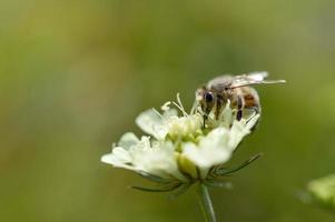 flor de acerico crema con una abeja, macro cerrar foto