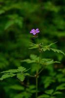 Geranium robertianum, small purple flower, photo