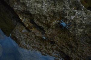 Small crab, crabs on rocks at the beach, at the sea, photo