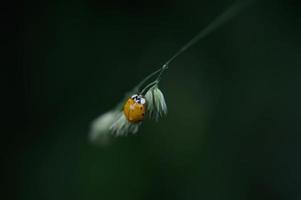 Ladybug on a plant with water drops, lady bug close up, photo