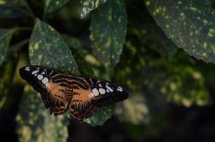 Parthenos sylvia, orange clipper butterfly, photo