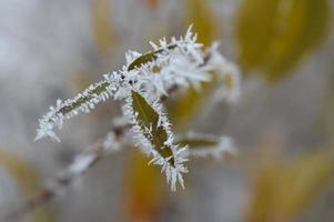 hojas congeladas de cerca, naturaleza invernal, clima frío. foto