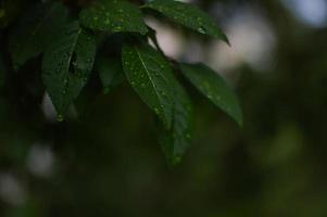 Green leaves with water drops after rain photo