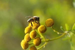 Bee on a a tansy yellow flower, pollinating, close up. photo