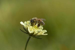 Cream pincushions flower with a bee, macro close up photo