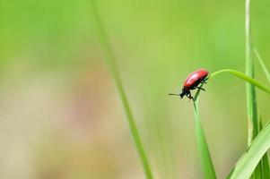 escarabajo de lirio, pequeño insecto rojo en la naturaleza en una hoja foto