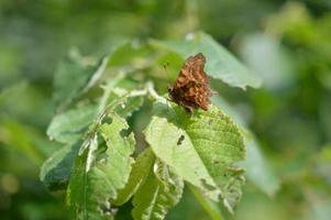 Brown comma butterfly on a green leaf in nature macro. photo