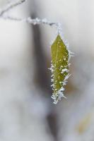 Frozen leaves close up, winter nature, frosty leaves, cold weather. photo