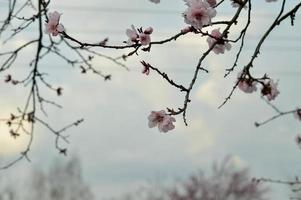 Pink tree blossom nature photo, pastel pink petals, spring photo