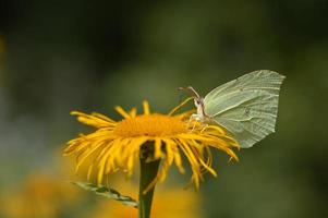 Common brimstone butterfly on a yellow flower close up, photo