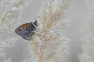 Small heath butterfly on a fluffy plant, close up photo