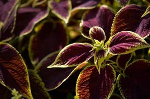 Purple and yellow leaves, red leaf with yellow at the edge. Ornament plants. photo