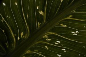 Calla lily leaves close up macro, green leaf photo