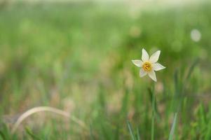 Poet's narcissus, daffodil field, daffodils in the wild. photo