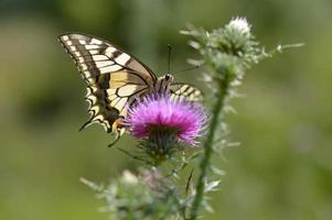 mariposa de cola de golondrina del viejo mundo en una flor de cardo de lanza foto