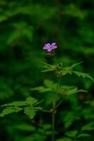 Geranium robertianum, small purple flower, photo