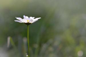 margarita de ojo de buey, en la naturaleza de cerca, flor silvestre blanca foto