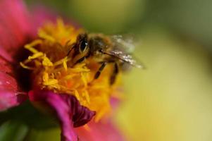 Close up, macro bee, on a purple flower head. photo