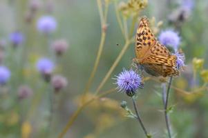 Silver washed fritillary in the wild on a purple flower photo