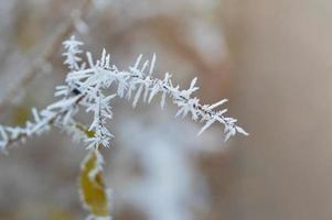 Frozen tree branch with ice flakes, winter nature, cold photo