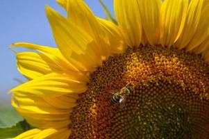 Bee on a sunflower, macro, pollinating, big yellow flower.