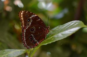 Morpho peleides tropical butterfly on a green leaf, macro photo