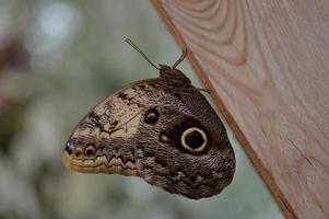 Owl butterfly in the butterfly house, big brown butterfly photo
